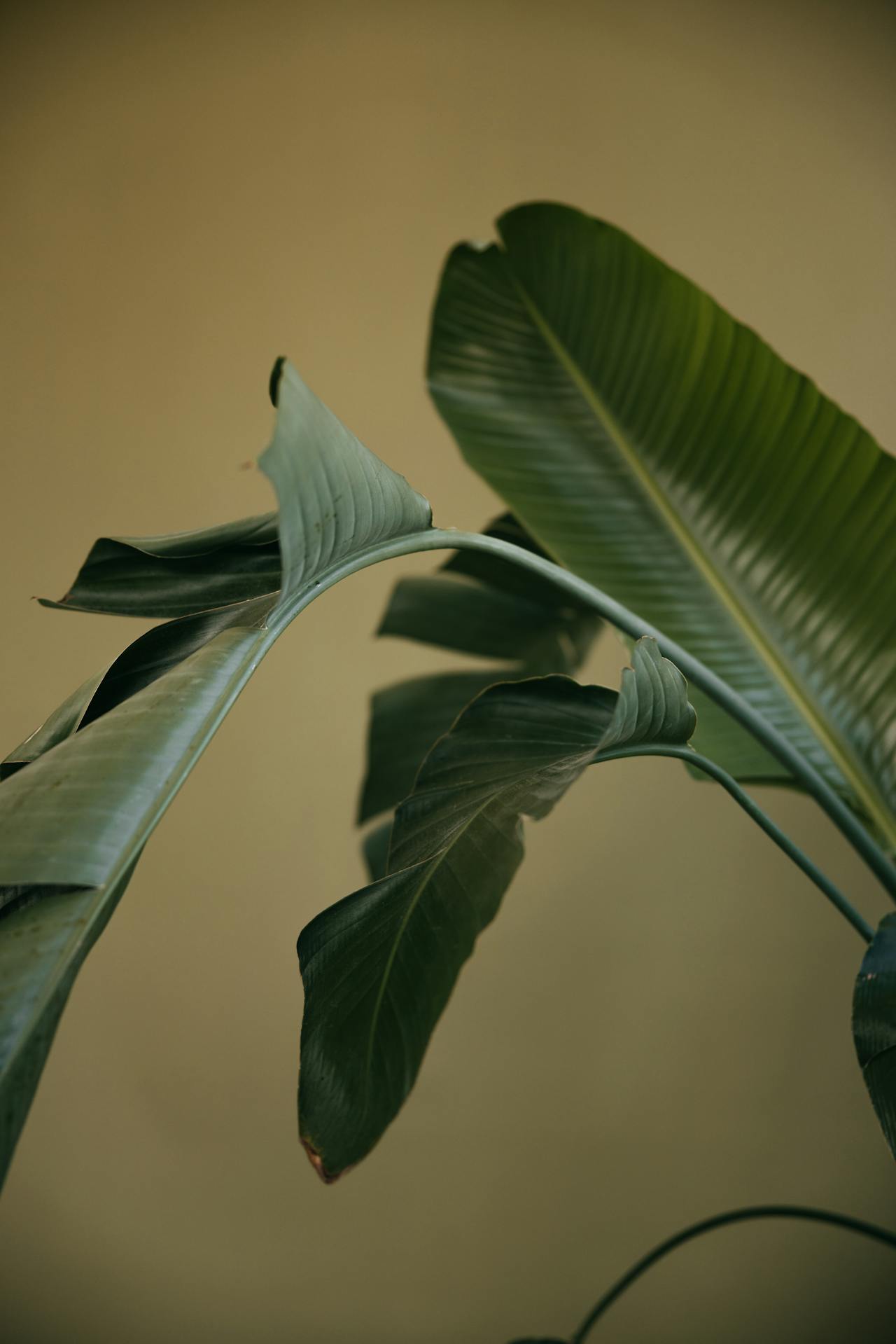 verzorging bananenplant