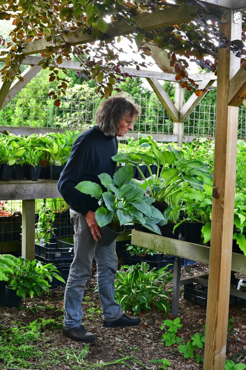 duurzame grondstof markering kapok Zo combineer je een hosta met schaduwplanten, en meer | Tuin | Seasons