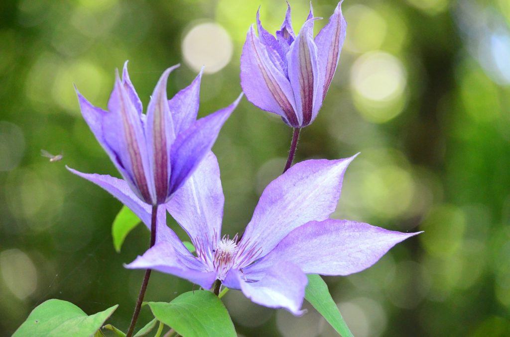 clematis