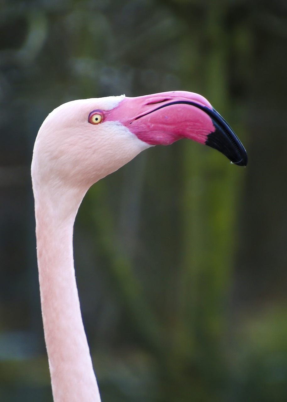 Gewoon overlopen Onvergetelijk Buskruit Grootste flamingokolonie in GaiaZOO | Dieren | Seasons