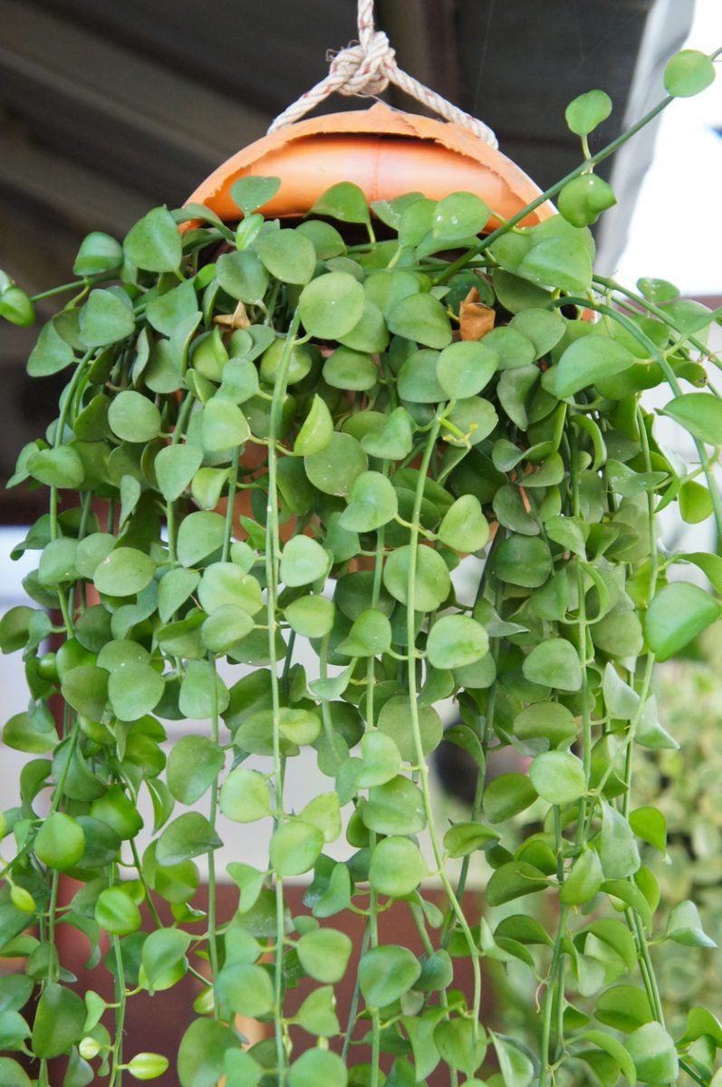 Melbourne Missionaris onregelmatig De dubbeltjesplant - hangplant met lieflijke groene blaadjes | Seasons