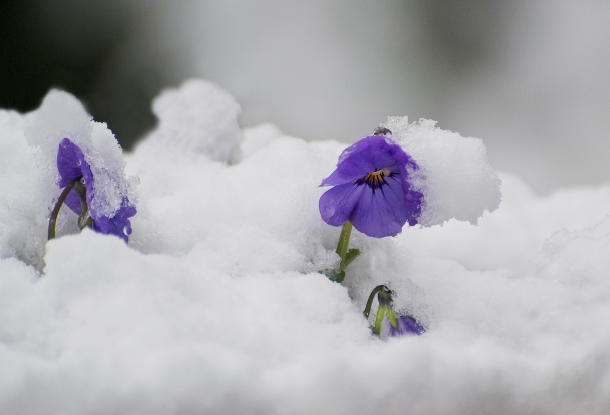 informeel Matig ingenieur Winterbloeiers: 5x de beste voor in je tuin - Seasons