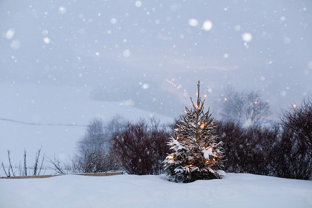 Kerstboom kopen