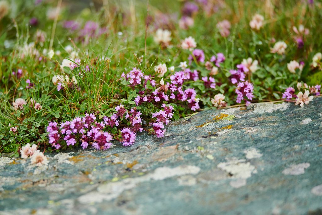 Tijm tussen de bloemen