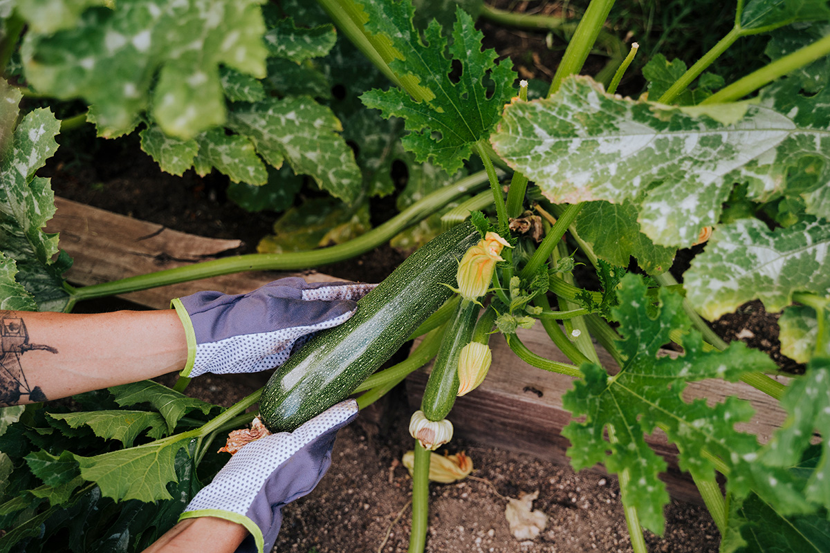 Courgette recepten