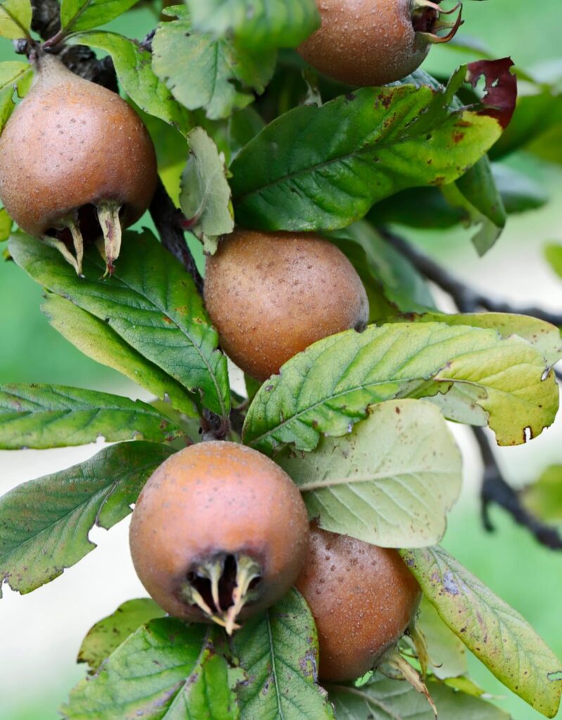 Fruitbomen