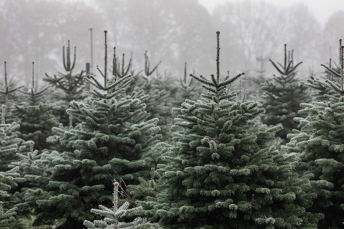 duurzame kerstboom