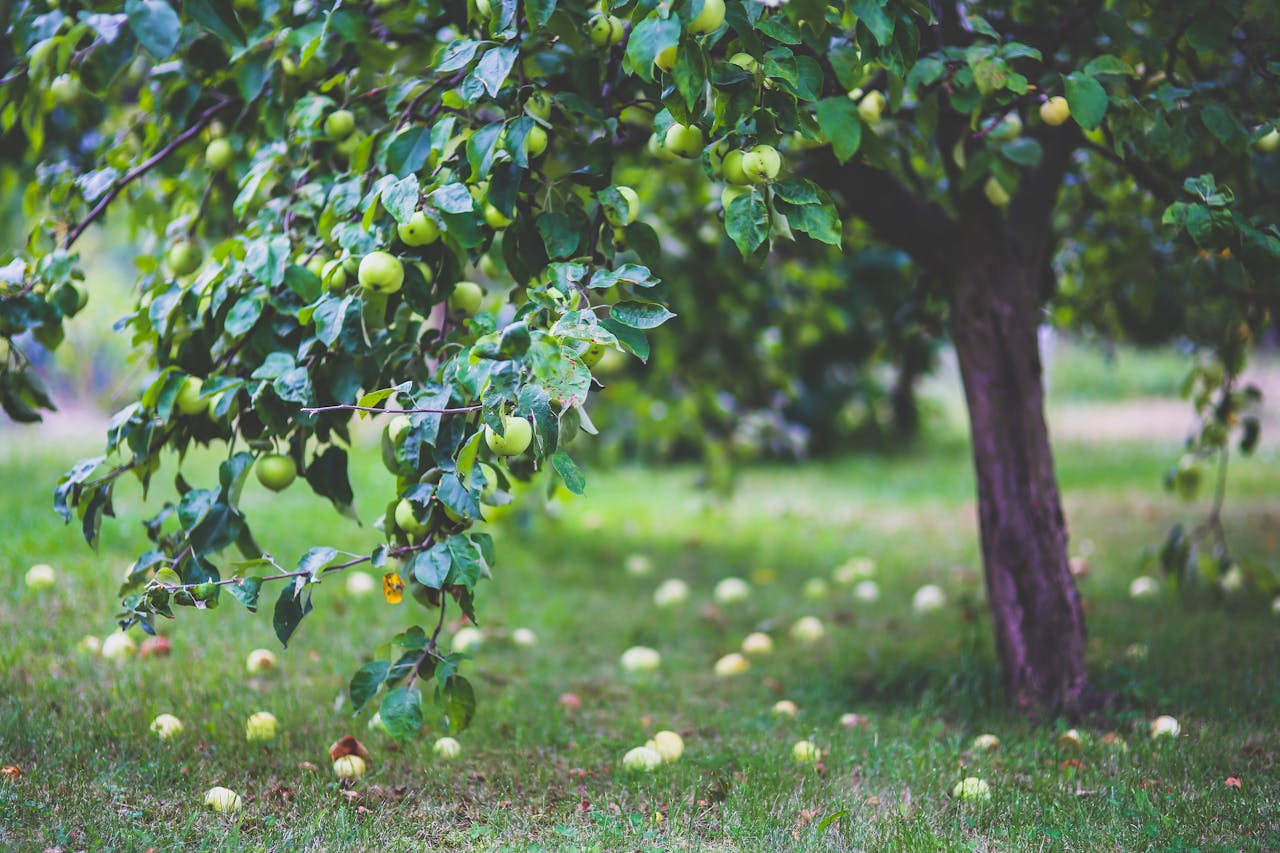 fruitbomen